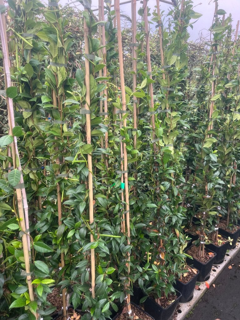 Foto 6 van Toscaanse Jasmijn (Trachelospermum Jasminoides)
