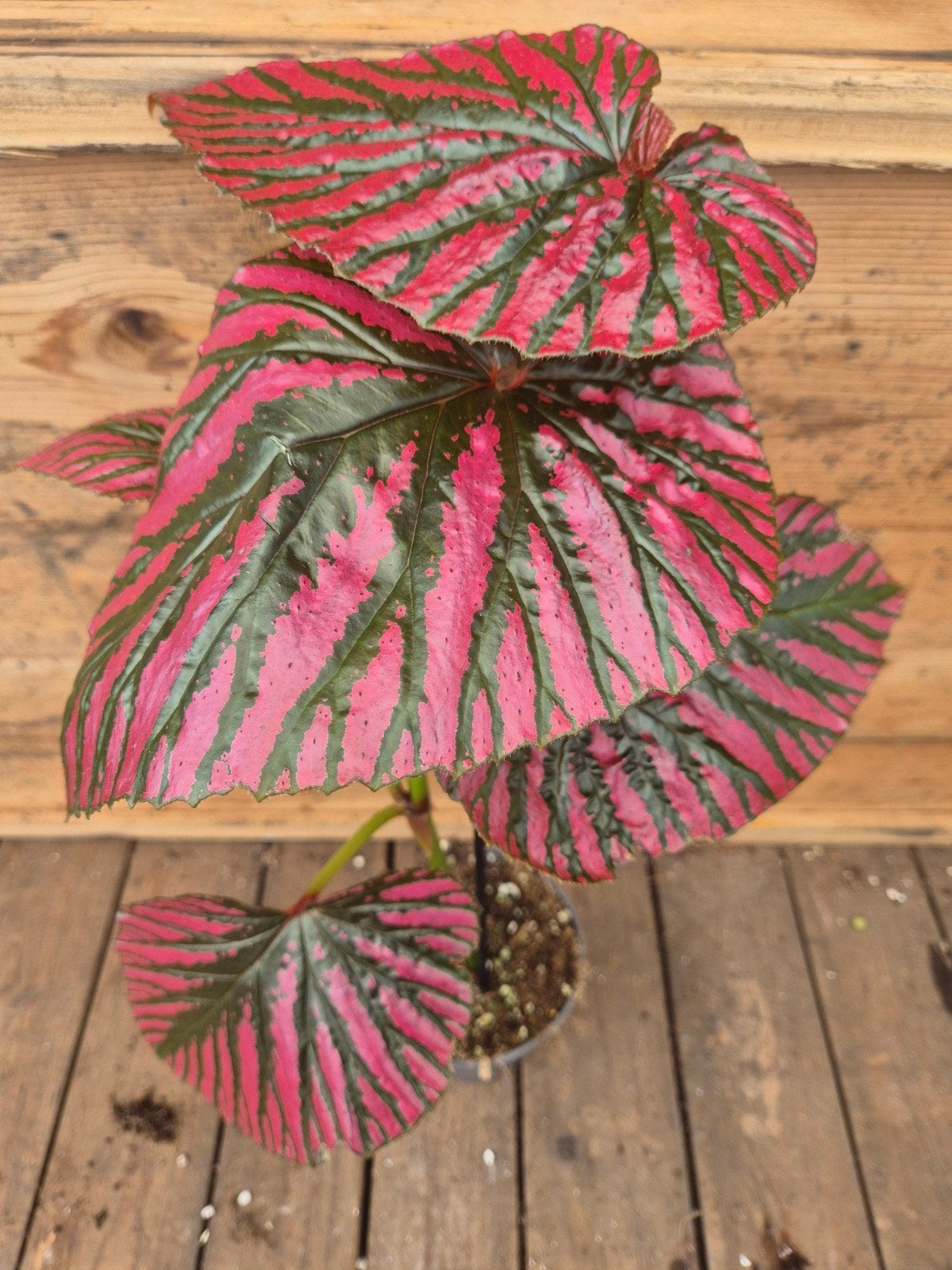 Begonia Brevirimosa p12, Huis en Inrichting, Kamerplanten, Ophalen of Verzenden, Halfschaduw, Minder dan 100 cm