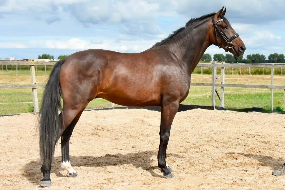 Veelbelovende 3-Jarige For Ferrero Ruin, Dieren en Toebehoren, Paarden, Met stamboom, Ruin, Dressuurpaard, 3 tot 6 jaar