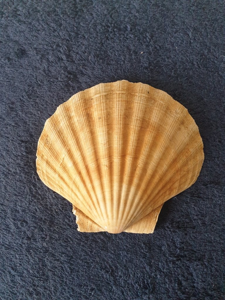 diverse bolle jacobs schelpen 13/14 cm herkomst Noorwegen, Verzenden, Schelp(en)