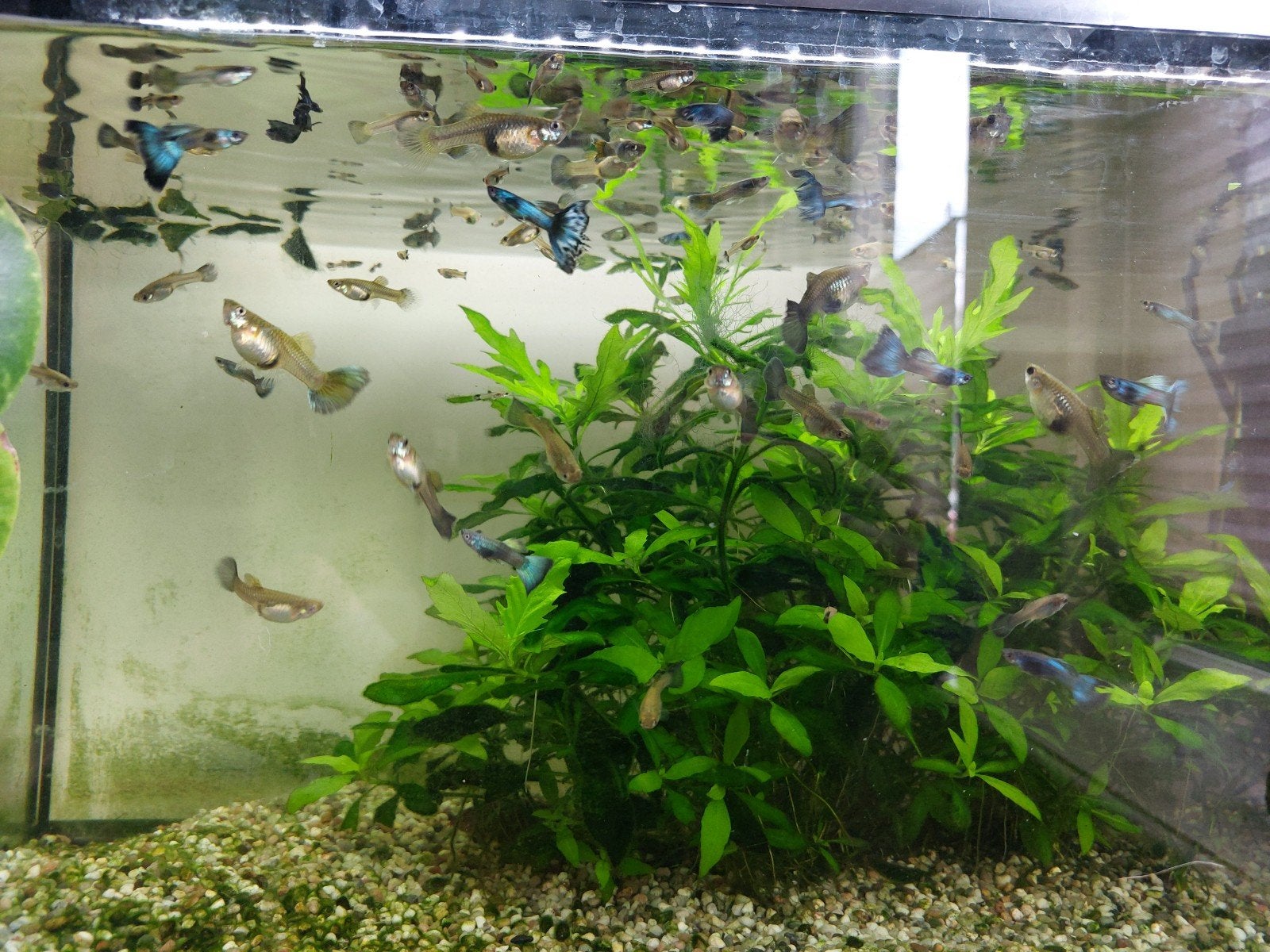 Blue Moscow guppies, Dieren en Toebehoren, Vis
