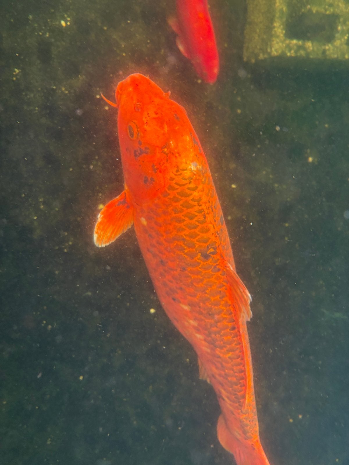 Koi karpers, Dieren en Toebehoren, Vissen | Vijvervissen, Karper of Koi