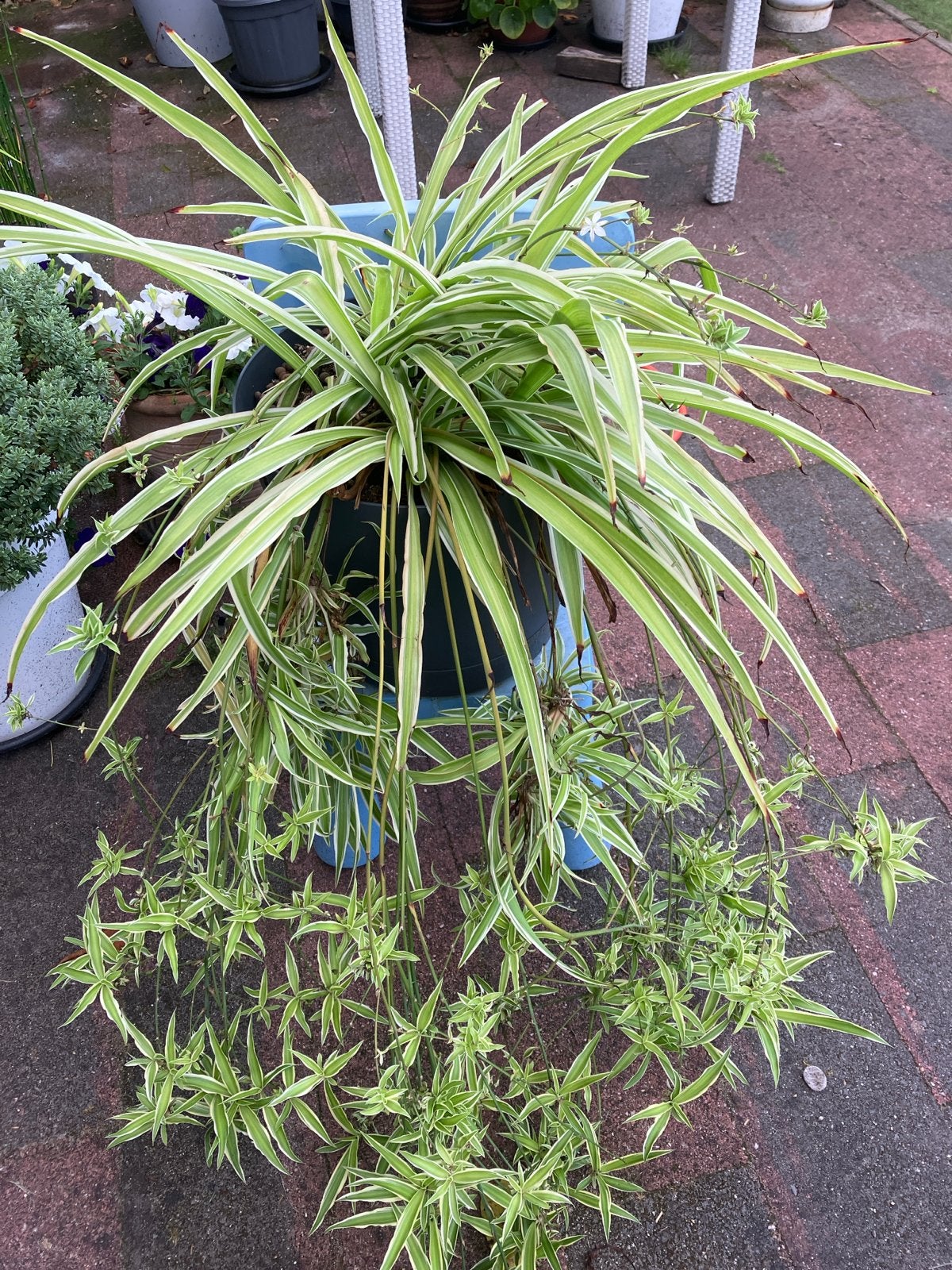 Grote Chlorophytum (graslelie) met veel babyplantjes, Vaste plant, Bloeit niet, Halfschaduw, Ophalen