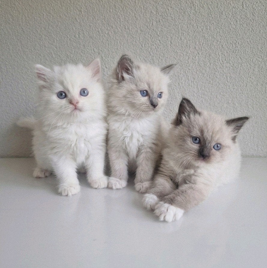Lieve ragdoll kittens uit volledig geteste ouders, Meerdere dieren, Gechipt, 0 tot 2 jaar