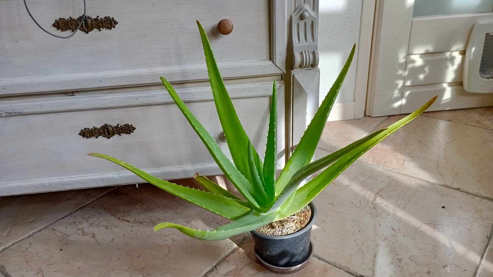 Grote Agave plant in pot - Ideaal voor zonnige plekken, Tuin en Terras, Volle zon, Vaste plant, Bloeit niet, Ophalen