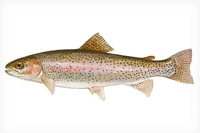 Vers gevangen forel, Ophalen