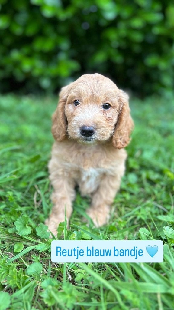 Ontzettend lieve mini Labradoodles puppies, Dieren en Toebehoren, Parvo, Overige rassen, 8 tot 15 weken, Meerdere