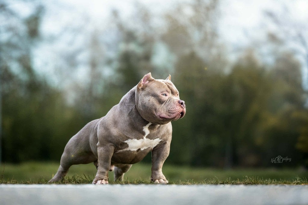 American Bully dekreu, België, Fokker | Hobbymatig, Reu, 1 tot 2 jaar