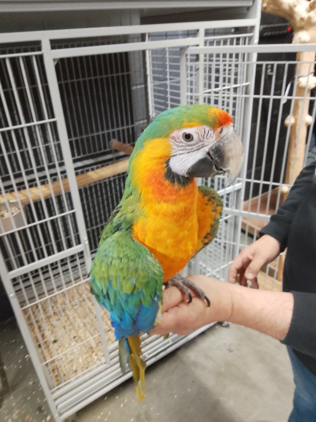 Jonge tamme Catalina Ara's met DNA en getest op alle ziektes, Dieren en Toebehoren, Vogels | Parkieten en Papegaaien, Meerdere dieren