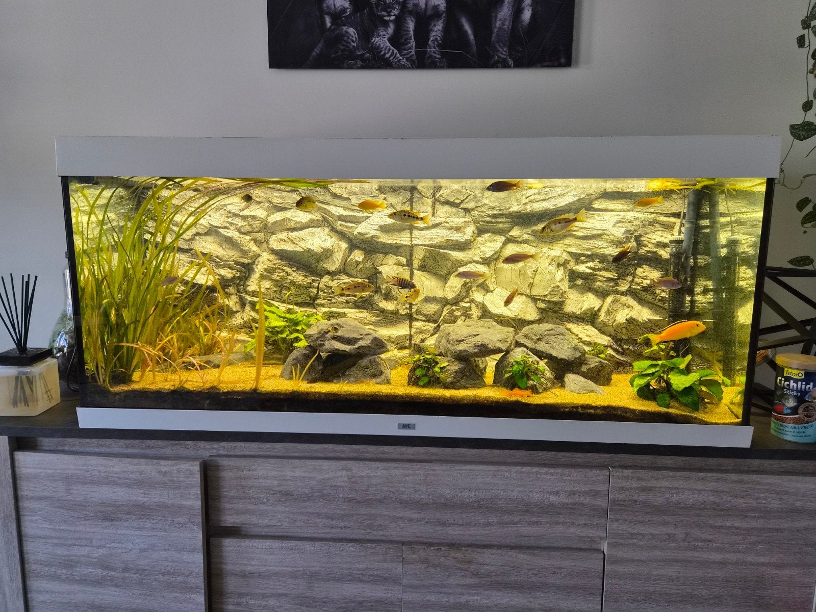 Juwel Rio 450 met eheim pomp, CO2 installatie., Dieren en Toebehoren, Ophalen, Gebruikt, Gevuld zoetwateraquarium, Juwel