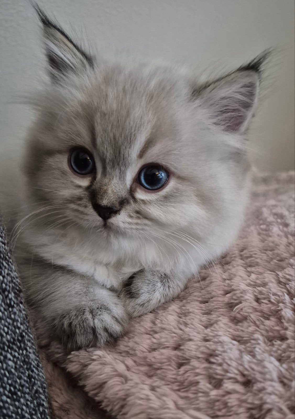 Ragdoll tommy zoek een liefdevolle huisje ️❤️, Dieren en Toebehoren, Kater