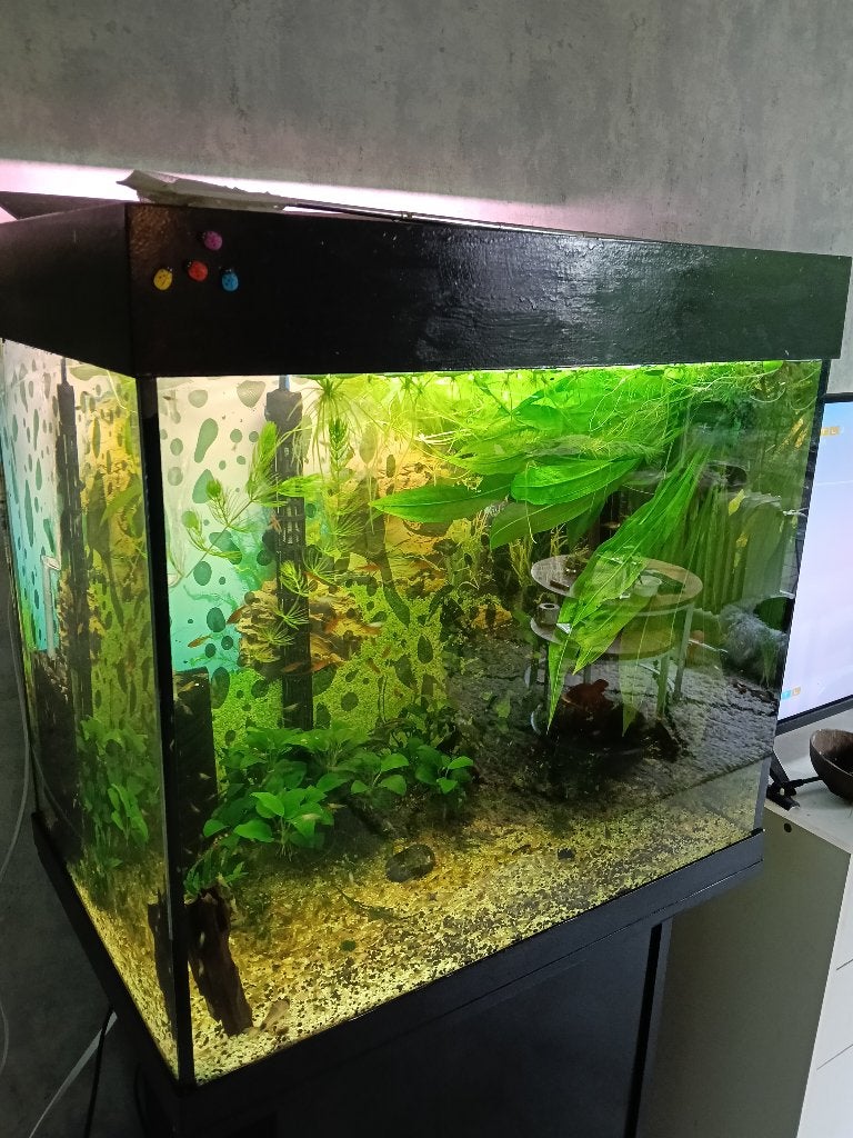 Mooi groot aquarium+meubel en alles erbij 130L, Dieren en Toebehoren, Ophalen, Inclusief deksel, Gebruikt, Gevuld zoetwateraquarium