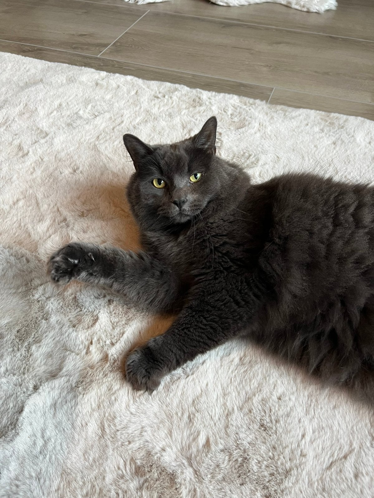 Lieve kater zoekt een nieuw huisje, Kater, Langharig, 3 tot 5 jaar