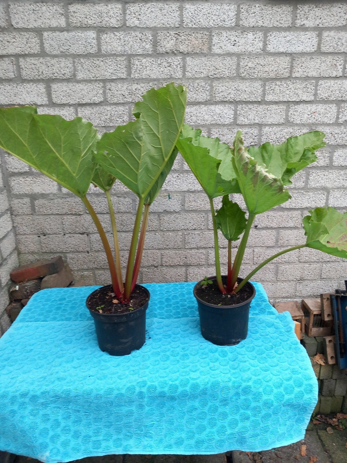 rabarberplanten, Ophalen, Volle zon, Zomer, Groenteplanten