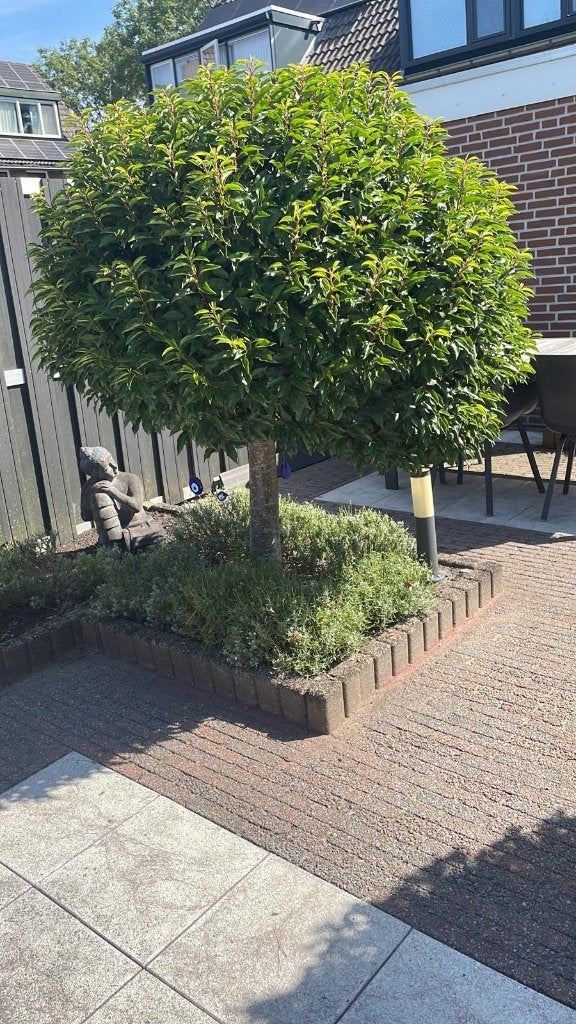Mooie wintergroene Portugese laurier op stam, Ophalen, Bloeit niet, Halfschaduw, Overige soorten