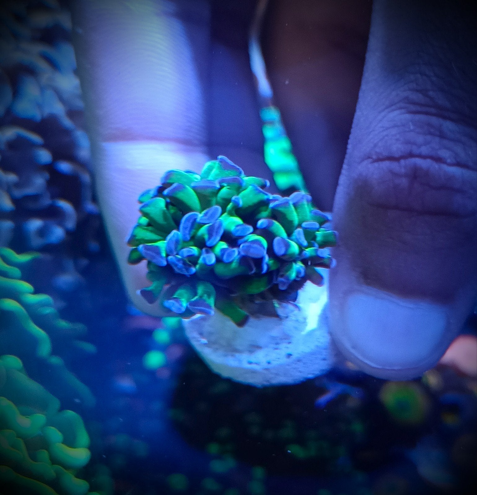 WYSIWYG euphyllia paraancora bicolor hamer, Dieren en Toebehoren, Vissen | Aquariumvissen, Zoutwatervis