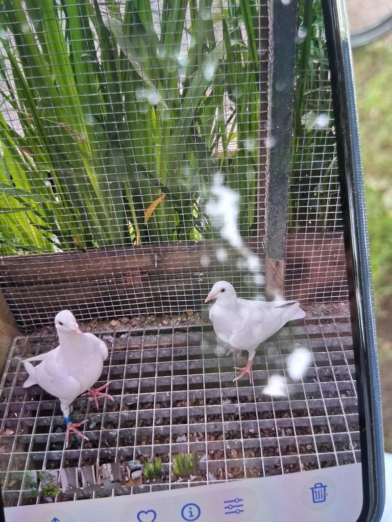 postduif beringo, Dieren en Toebehoren, Vogels | Duiven, Mannelijk, Postduif