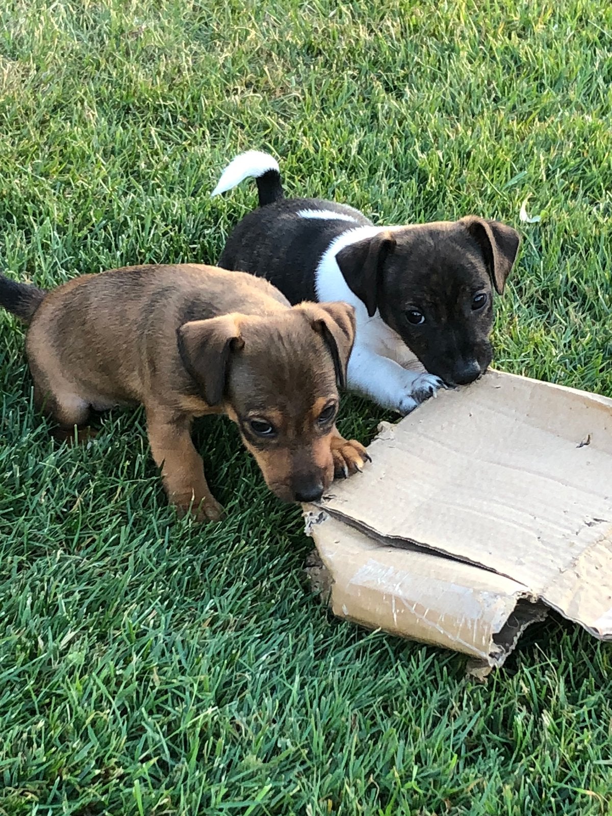 Jack Russel pups, Dieren en Toebehoren, Honden | Jack Russells en Terriërs, Meerdere dieren, Jack Russell Terriër, Particulier