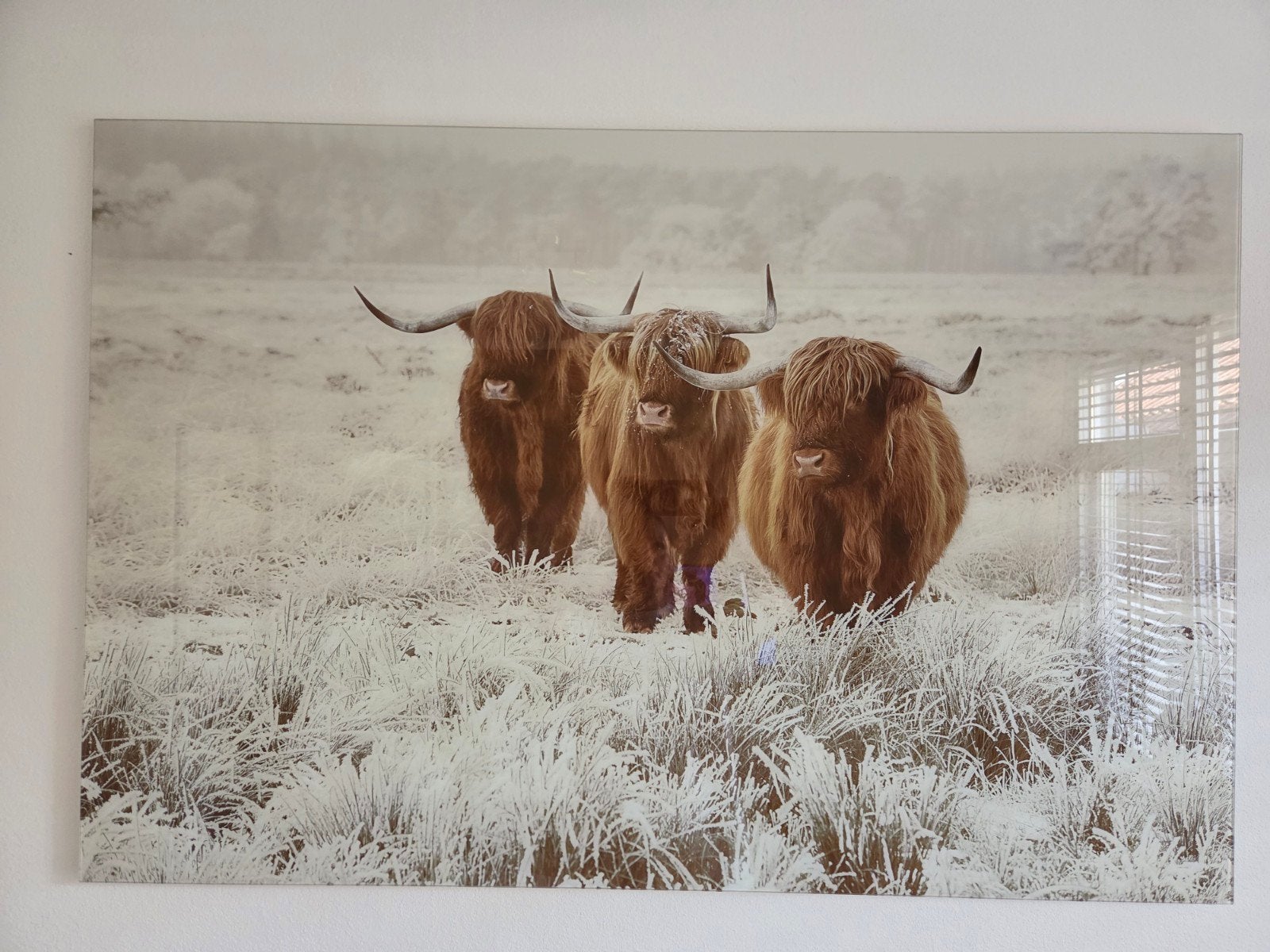 Glasschilderij Schotse hooglanders, Huis en Inrichting, Ophalen, Schilderij