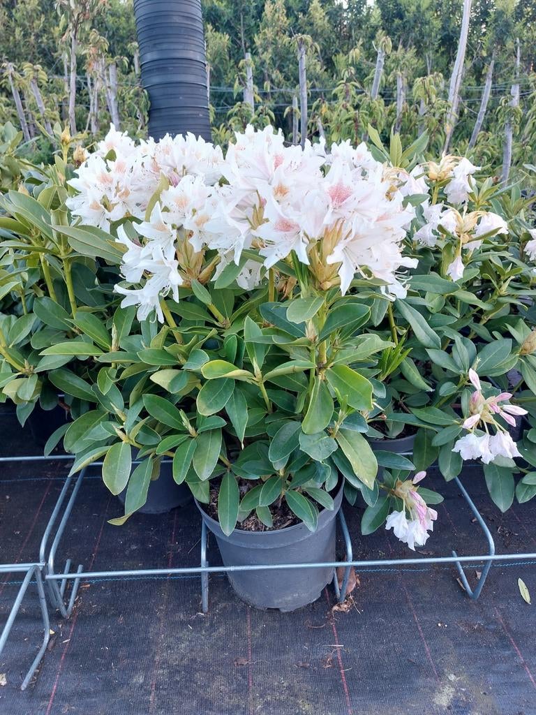 Rhododendron in verschillende kleuren, Tuin en Terras, Vaste plant, Halfschaduw, Lente, Ophalen