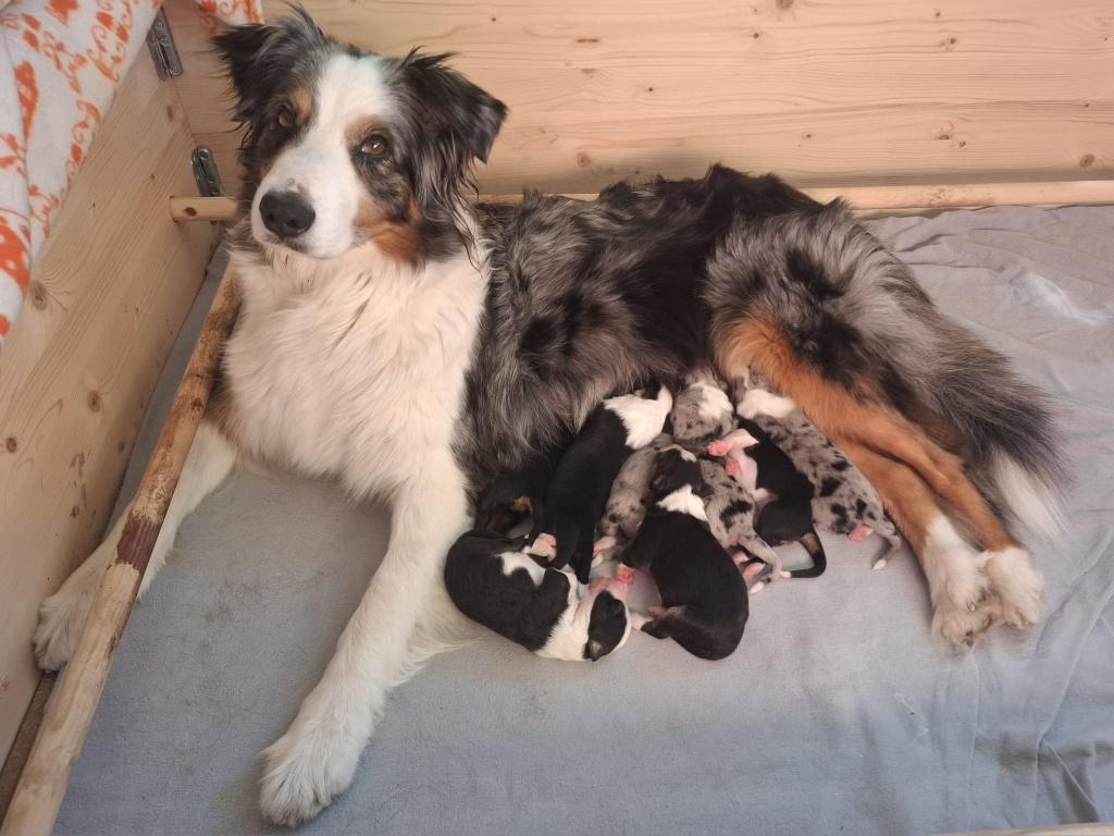Australian Shepherd pups met stamboom, Parvo, 8 tot 15 weken, Meerdere, Meerdere dieren