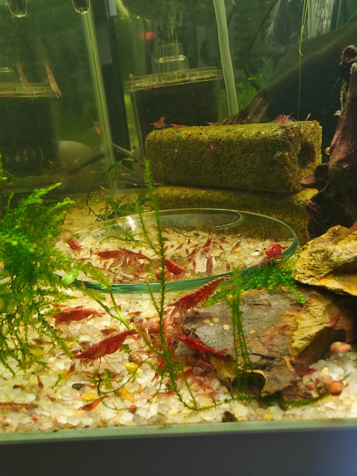 Cherry red shrimp, Dieren en Toebehoren, Vissen | Aquariumvissen, Kreeft, Krab of Garnaal