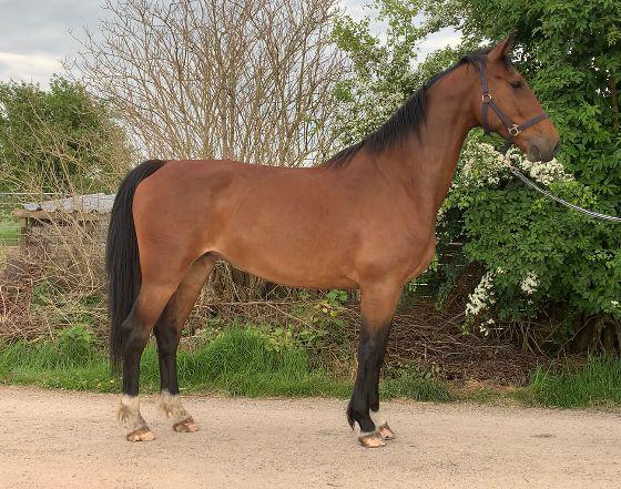 Prachtige kwpn merrie, Dieren en Toebehoren, Paarden, Merrie, Met stamboom, Niet van toepassing, 3 tot 6 jaar