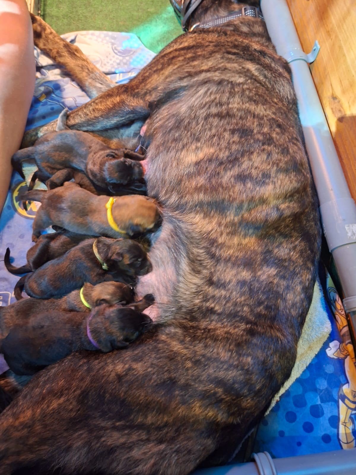 Herder pups mechelse herders X hollandse herders, 8 tot 15 weken, Meerdere, Meerdere dieren, Herder