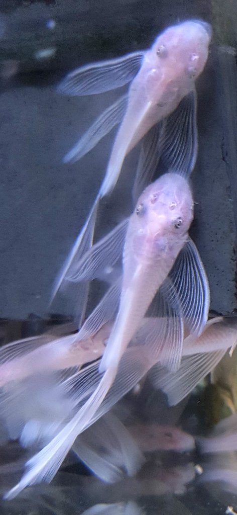 Ancistrus snowwhite longfin, Dieren en Toebehoren, Vis, Zoetwatervis