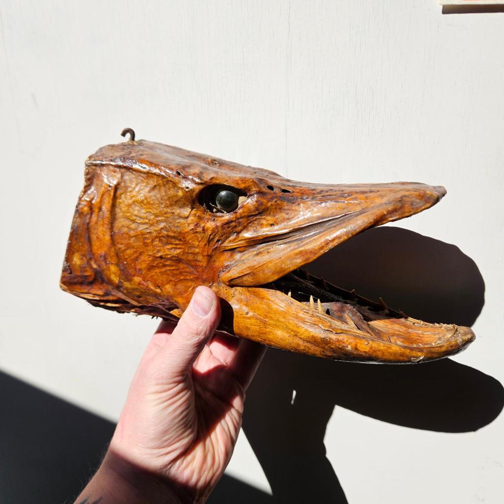 Geprepareerde snoek kop opgezet opgezette taxidermie, Verzamelen, Dierenverzamelingen, Ophalen of Verzenden, Gebruikt, Wild dier