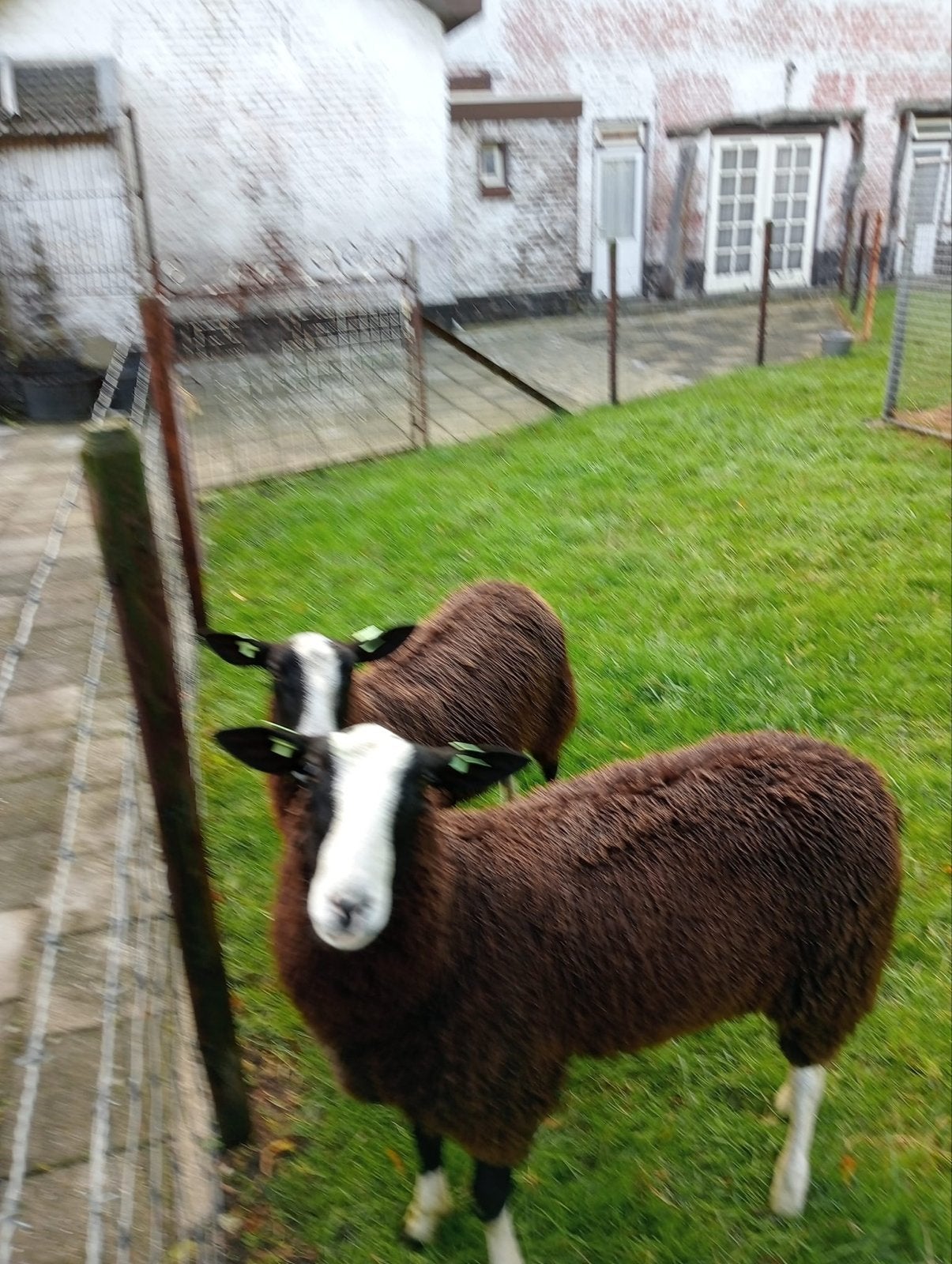 Zwartbles fokram, Dieren en Toebehoren