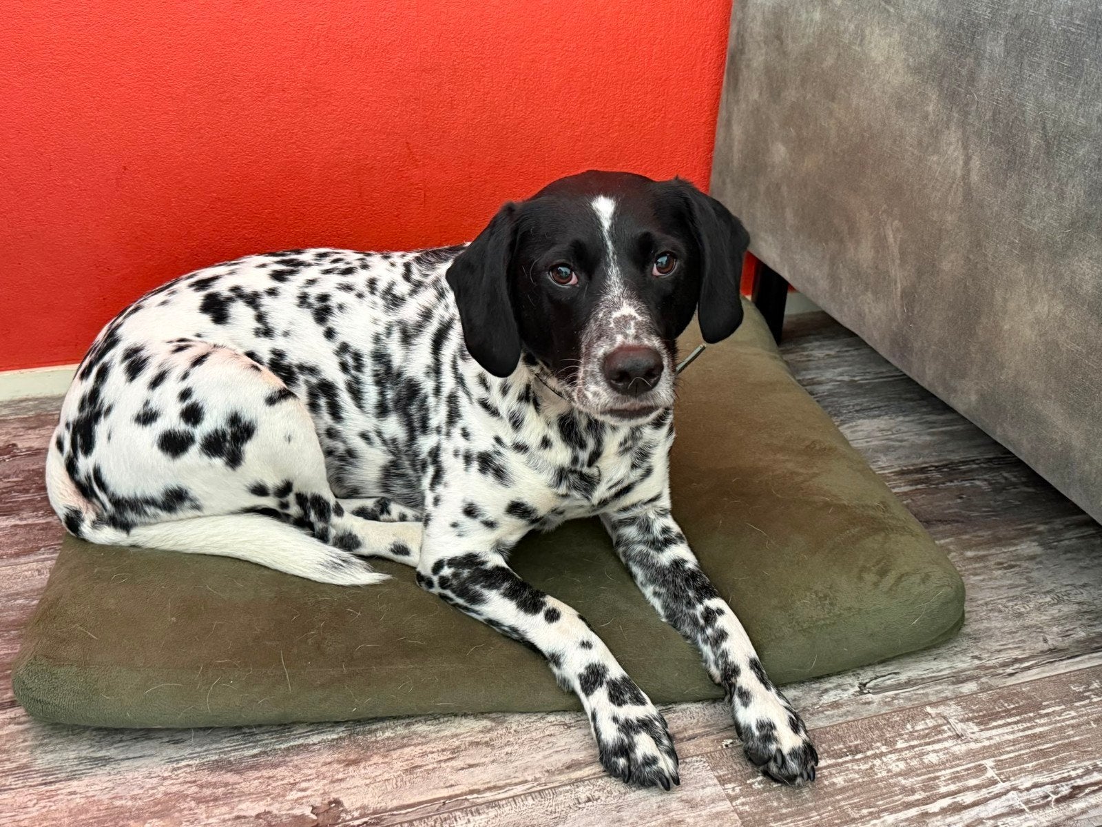 lieve hond zoekt forever home, 6 jaar of ouder, Parvo, Dalmatiër, Reu