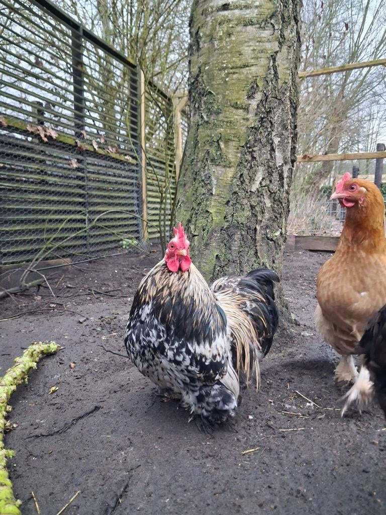 Mooie ras zuivere cochin haan, Mannelijk, Kip