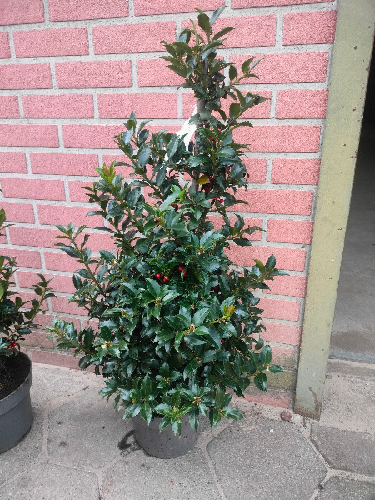 Hulst Ilex Meserveae Blue Maid, Volle zon, Vaste plant, Herfst, Ophalen