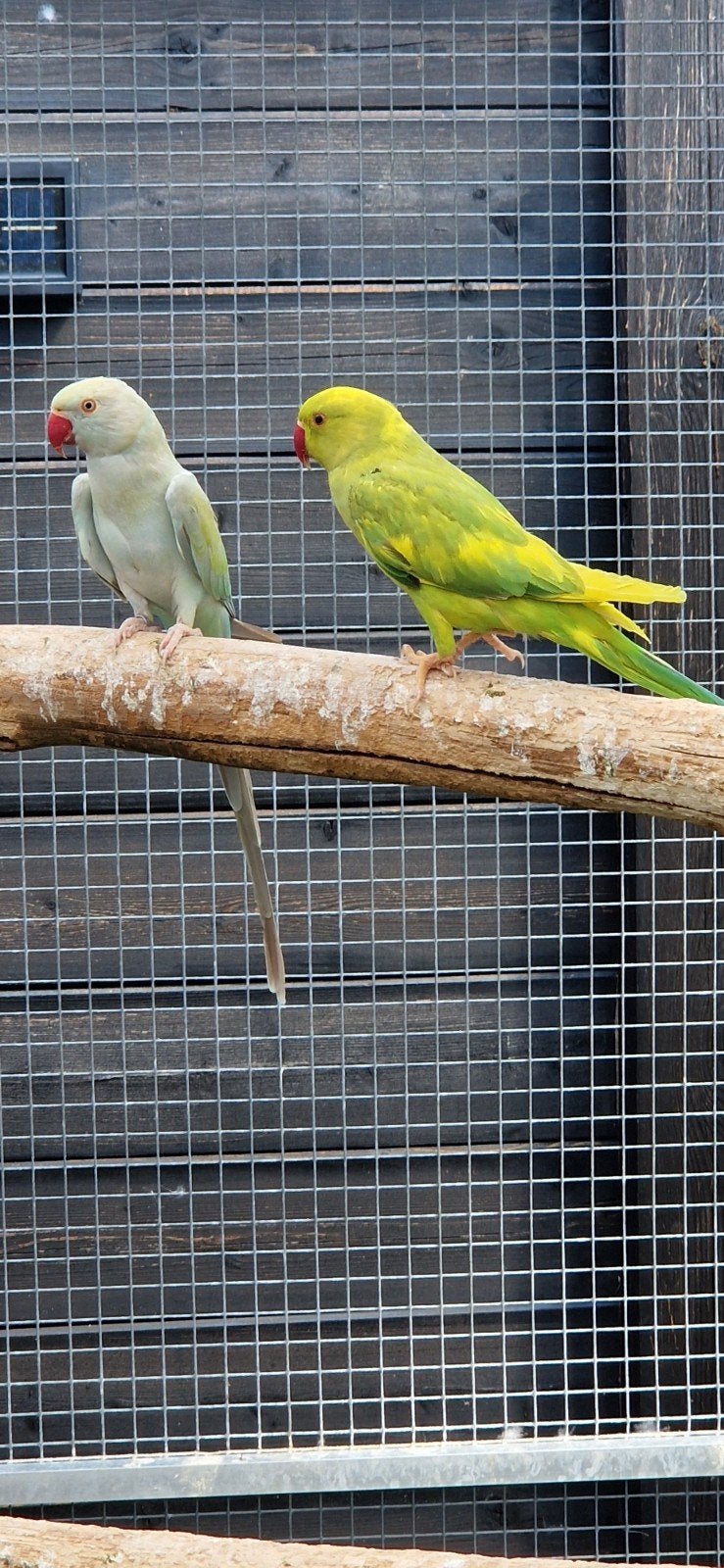 Koppel Halsbandparkieten Mooi koppel. Evt te ruil parkieten., Dieren en Toebehoren, Vogels | Parkieten en Papegaaien, Meerdere dieren
