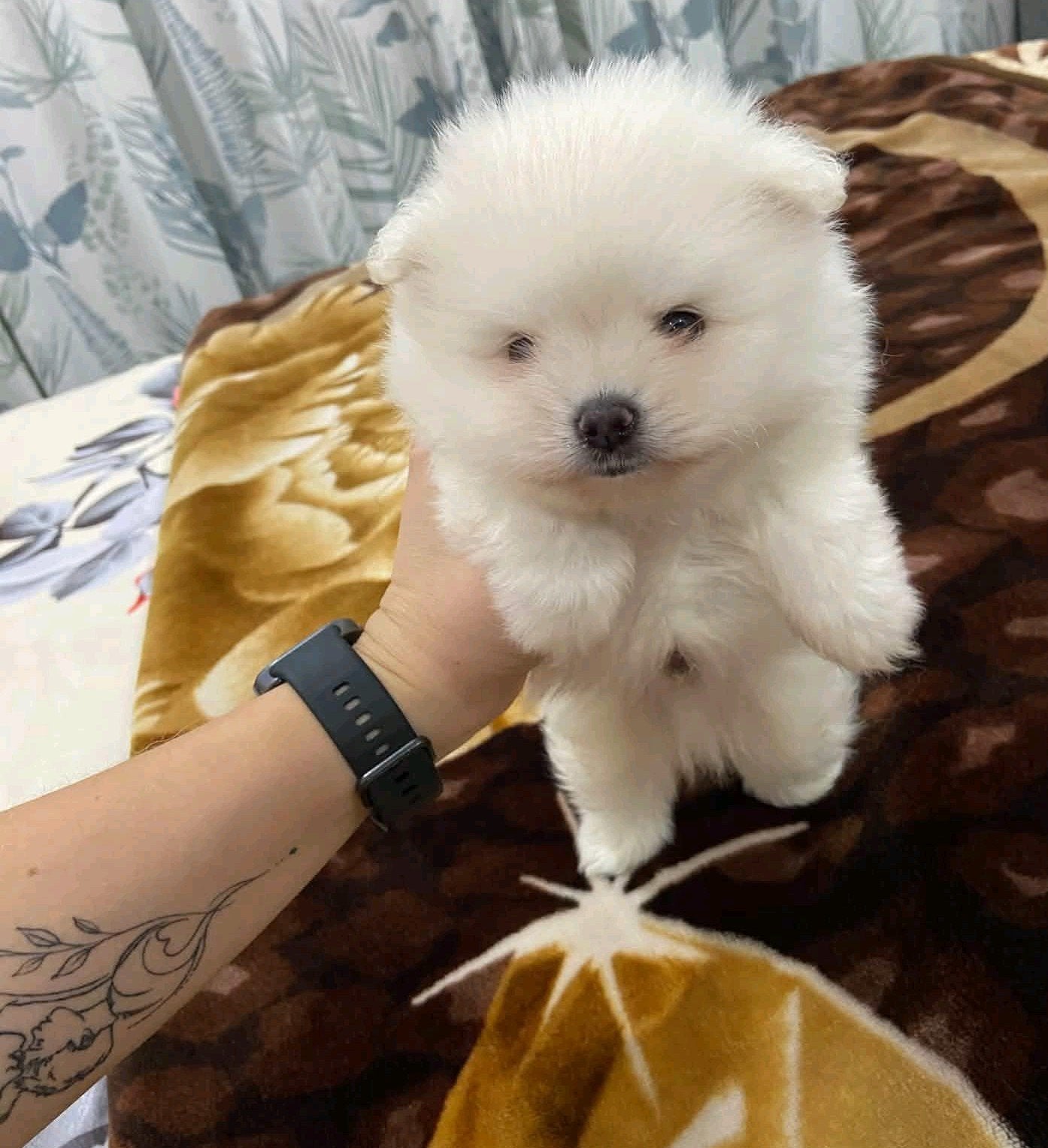 POMERANIAN REUTJE – TEDDY BEAR LOOK, Eén hond, Nederland, Particulier, Reu