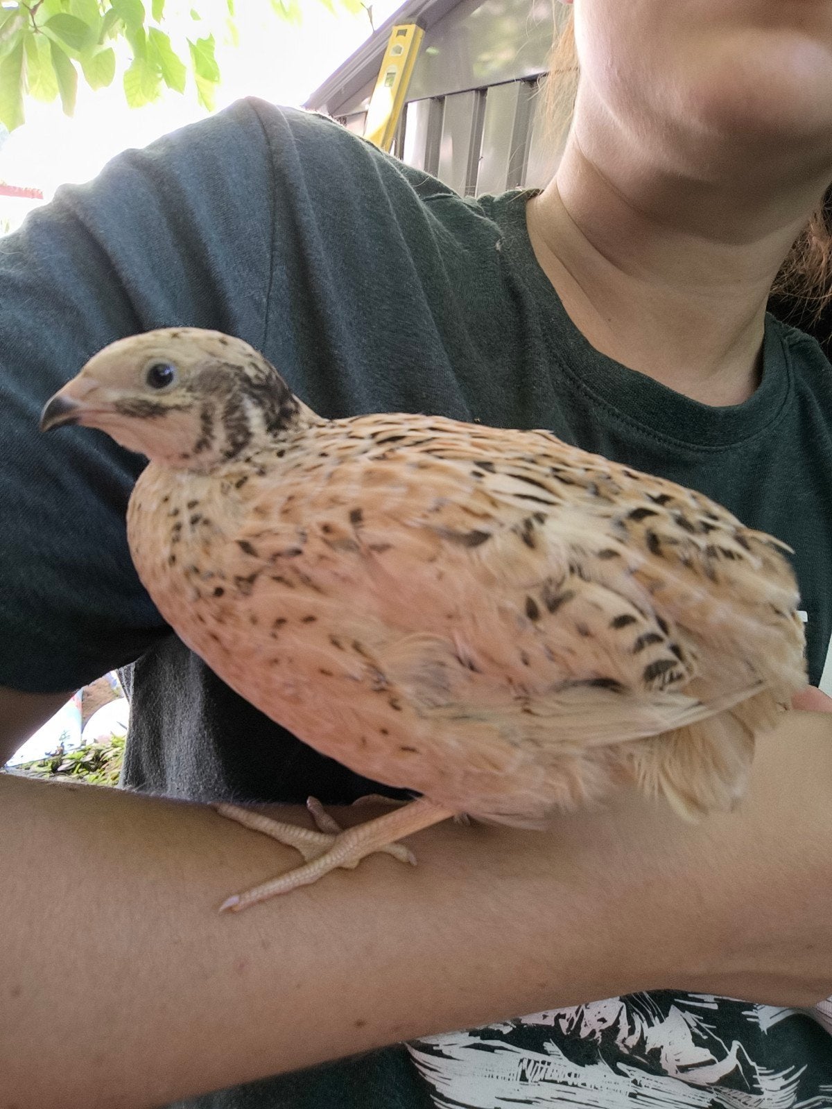 Japanse kwartels 8 weeken vrouwen diverse kleuren getemd, Meerdere dieren