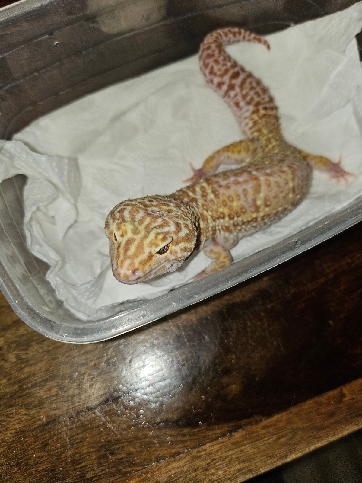 luipaardgekko vrouw, Dieren en Toebehoren, Reptielen en Amfibieën, Hagedis, 0 tot 2 jaar