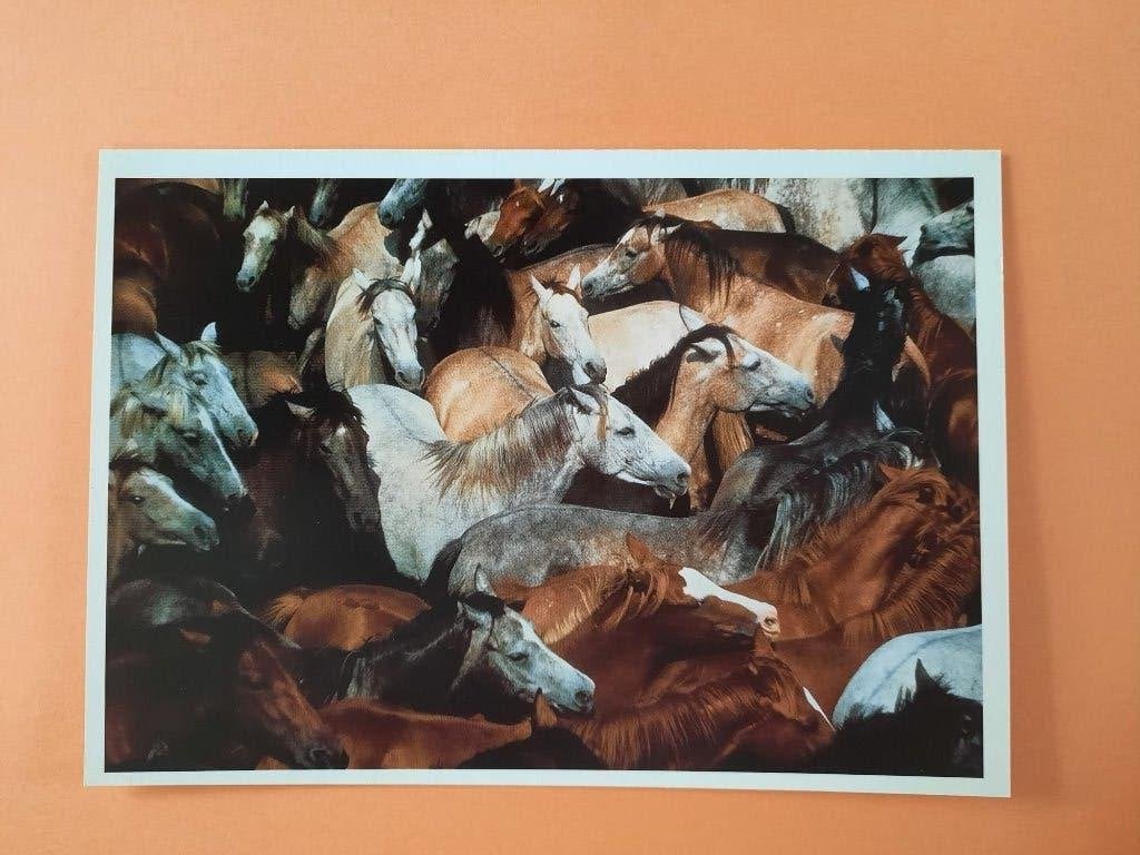 asichtkaart kaart paard veulen, Verzamelen, Ophalen, 1980 tot heden, Ongelopen, Paard