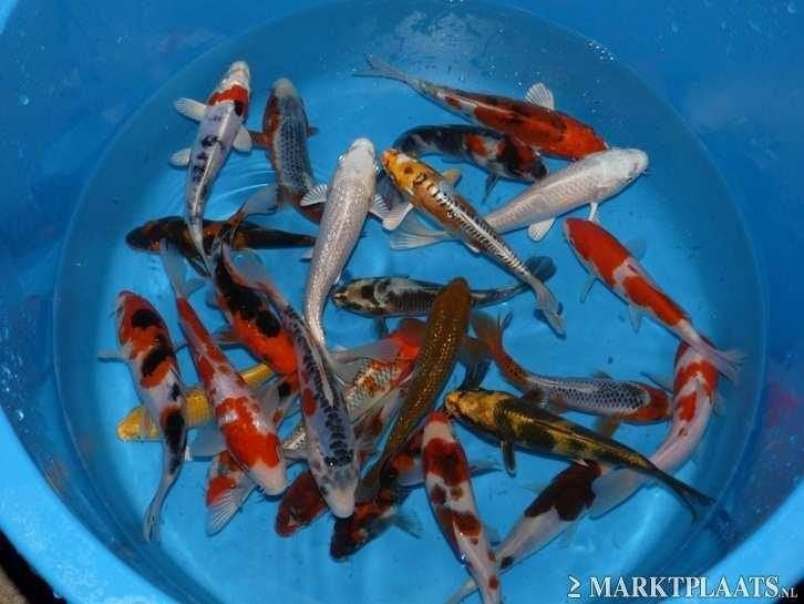 HQ Import koi 15 / 18 cm bij Koidream in Valburg