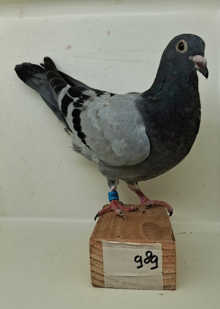 Te koop jonge duif uit "Tessa" (989), Dieren en Toebehoren, Vogels | Duiven, Geslacht onbekend, Postduif