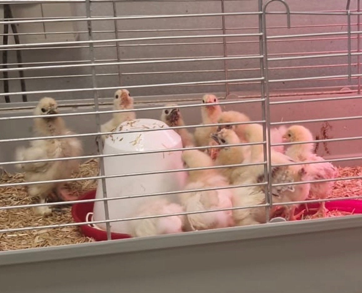 Kuikens Zijdehoen wit en brahma, Dieren en Toebehoren, Geslacht onbekend, Kip