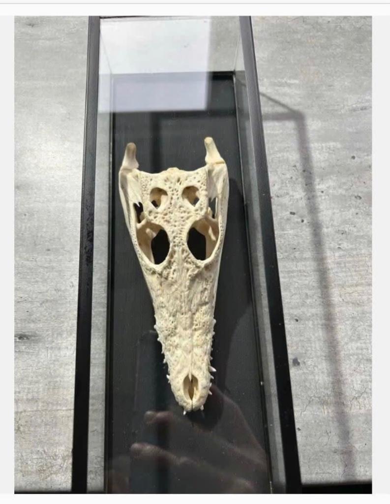 Siamese Krokodil Schedel in Vitrine - CITES aanwezig, Ophalen of Verzenden, Nieuw, Overige soorten, Schedel