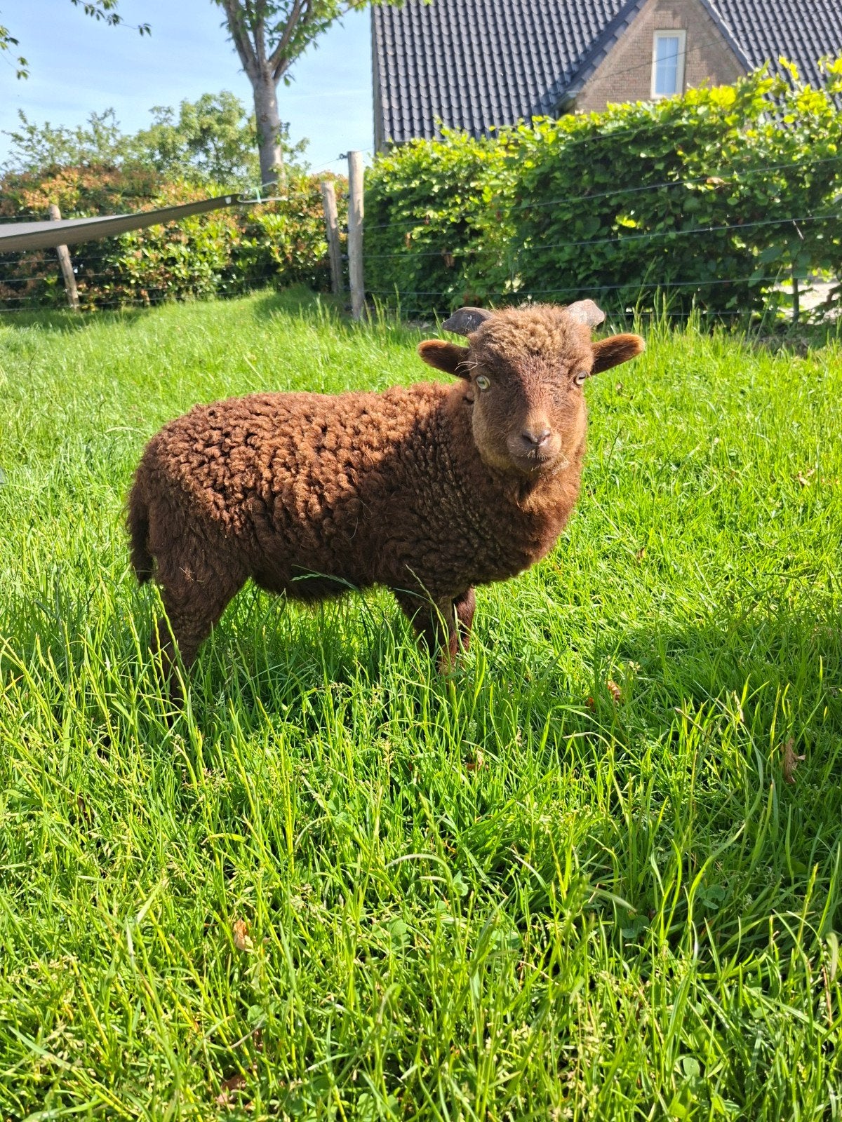 3x Ouessant stamboek ramlammetjes, Dieren en Toebehoren, Meerdere dieren, Schaap