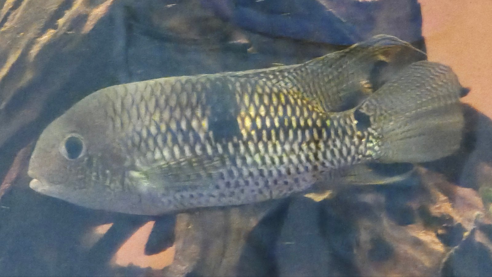 Koppel Aequidens superomaculatum, Dieren en Toebehoren, Vis, Zoetwatervis