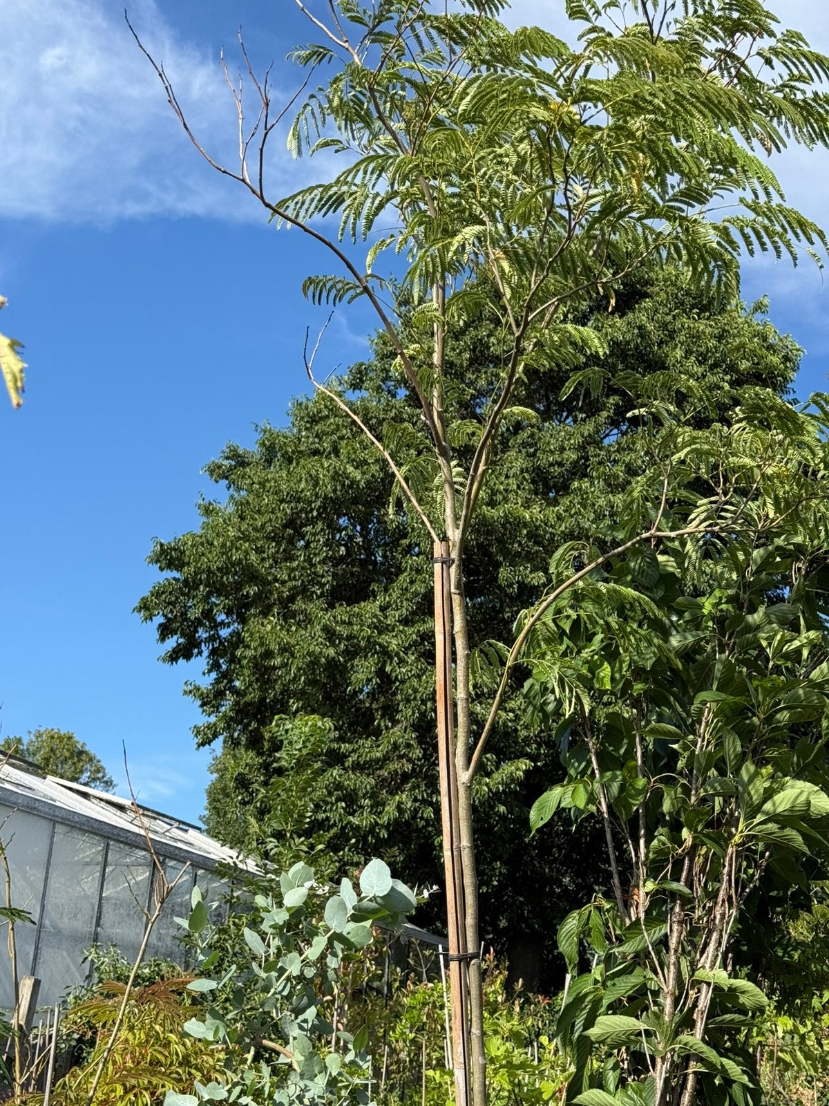 Albizia slaapbomen ital import lang 300 cm stam 11 cm  3st, Tuin en Terras, Planten | Bomen, Overige soorten, 250 tot 400 cm, Zomer