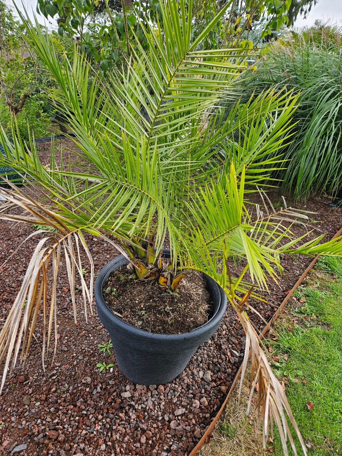 phoenix canariensis palm, 100 tot 250 cm, Zomer, Palmboom, Ophalen