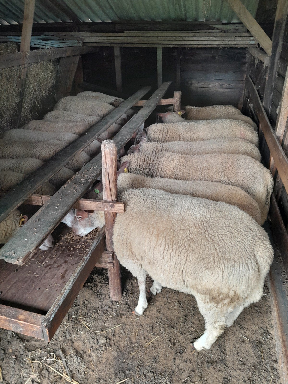 Schapen, Vrouwelijk, Schaap