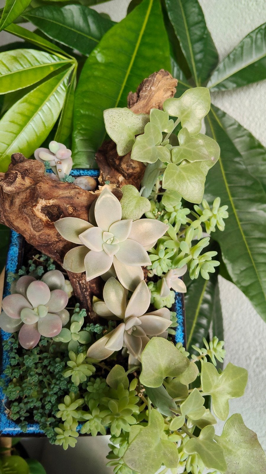 Pastel succulent garden arrangement in bonsai pot, Vetplant, Ophalen of Verzenden, In pot, Minder dan 100 cm