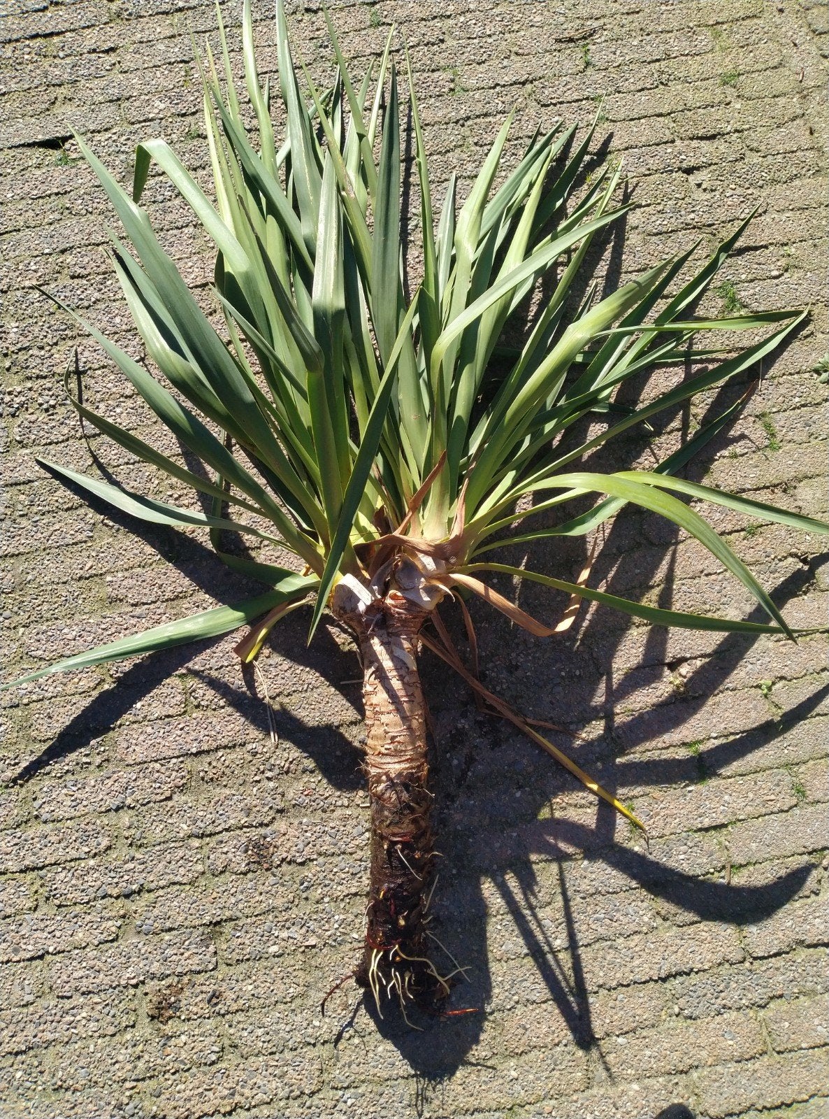yucca/ palmlelie scheut +- 130 cm, Tuin en Terras, Volle zon, Vaste plant, Zomer, Ophalen